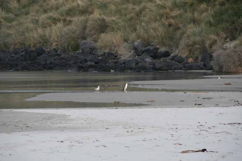 Nieuw-Zeeland 2011 - 2012